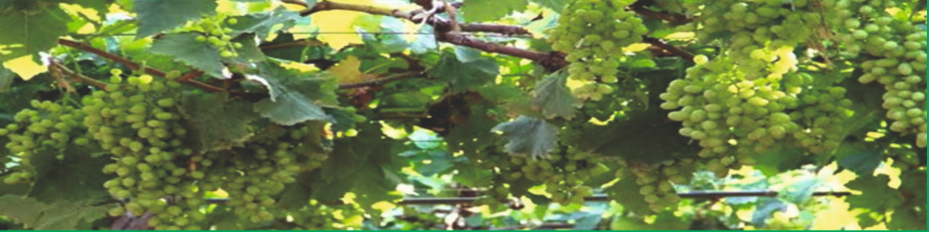 Nashik known as Grape City