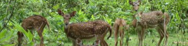 Sagreshwhar Wildlife Sanactury