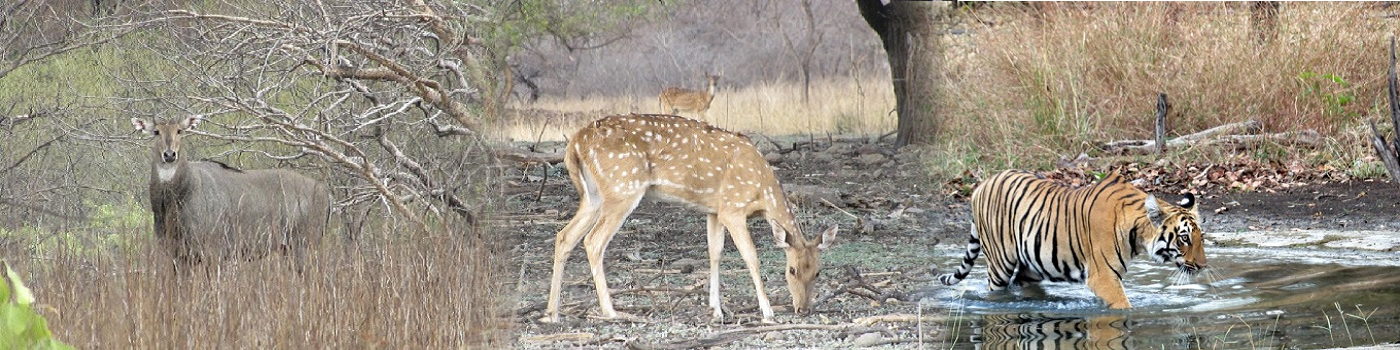 टिपेश्वर अभयारण्य