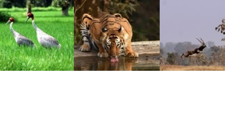 गोंदिया जिल्ह्याची ओळख