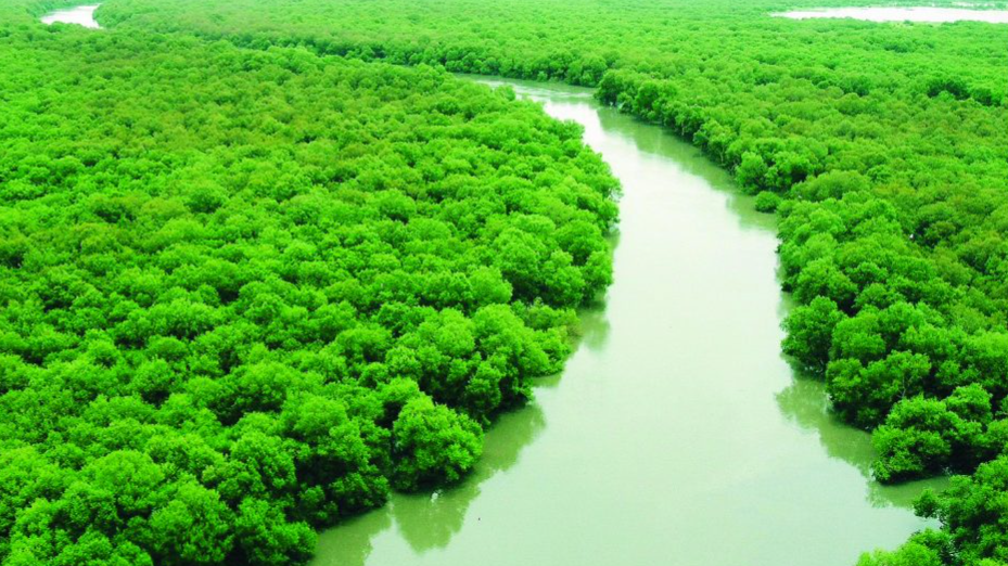 MANGROVES NOTIFICATIONS 